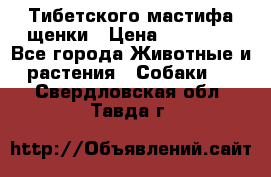  Тибетского мастифа щенки › Цена ­ 10 000 - Все города Животные и растения » Собаки   . Свердловская обл.,Тавда г.